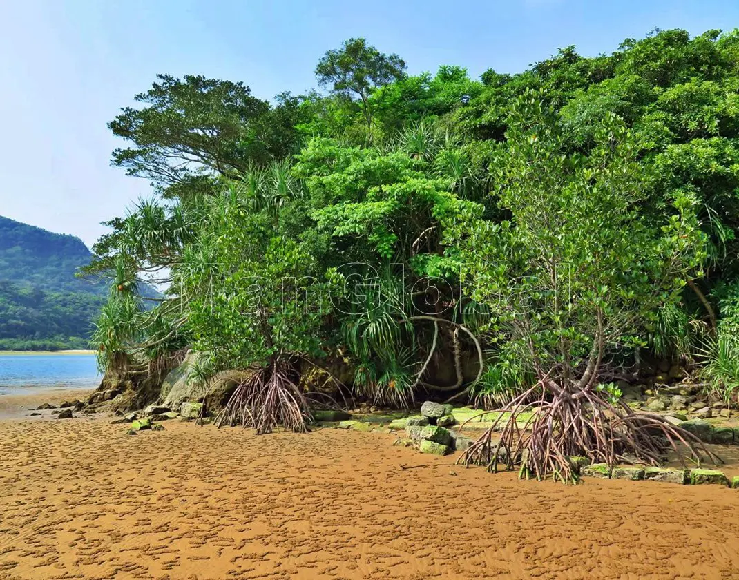 船浮湾カブリ崎のマングローブ風景