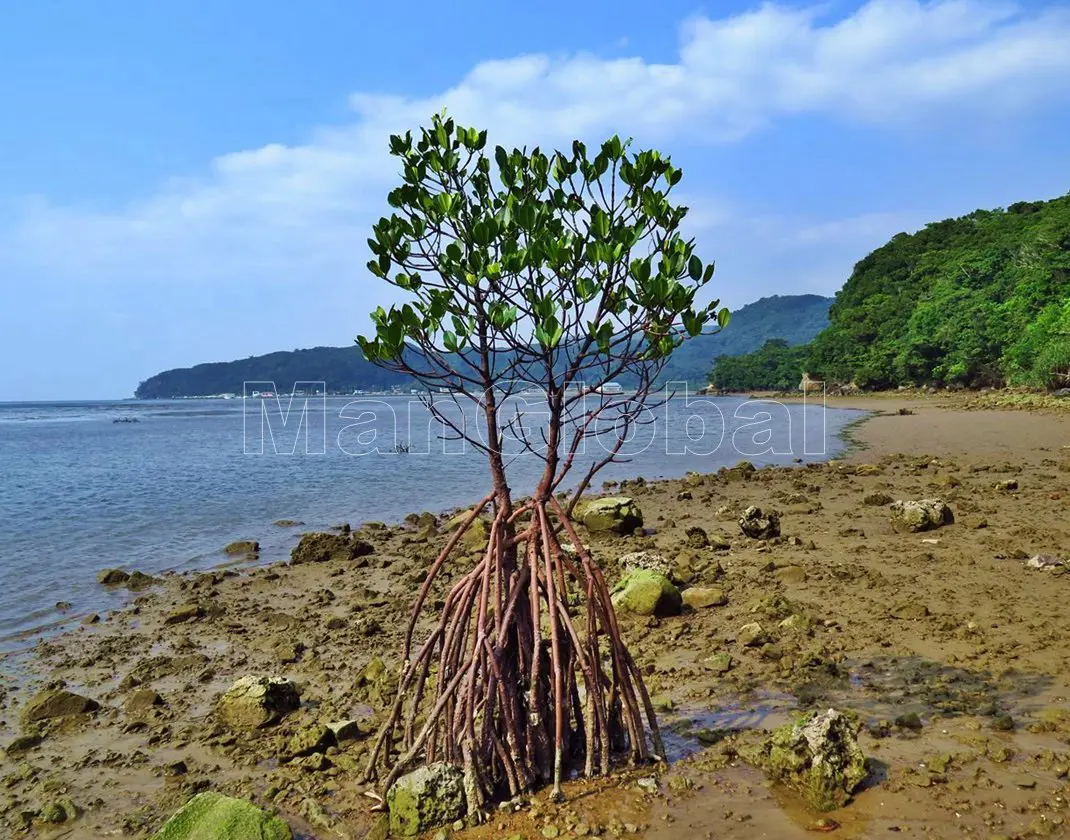 船浮湾カブリ崎のマングローブ自生地(5)