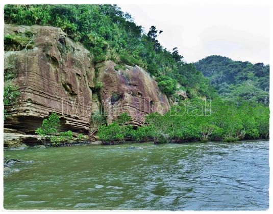 クイラ川のマングローブ風景