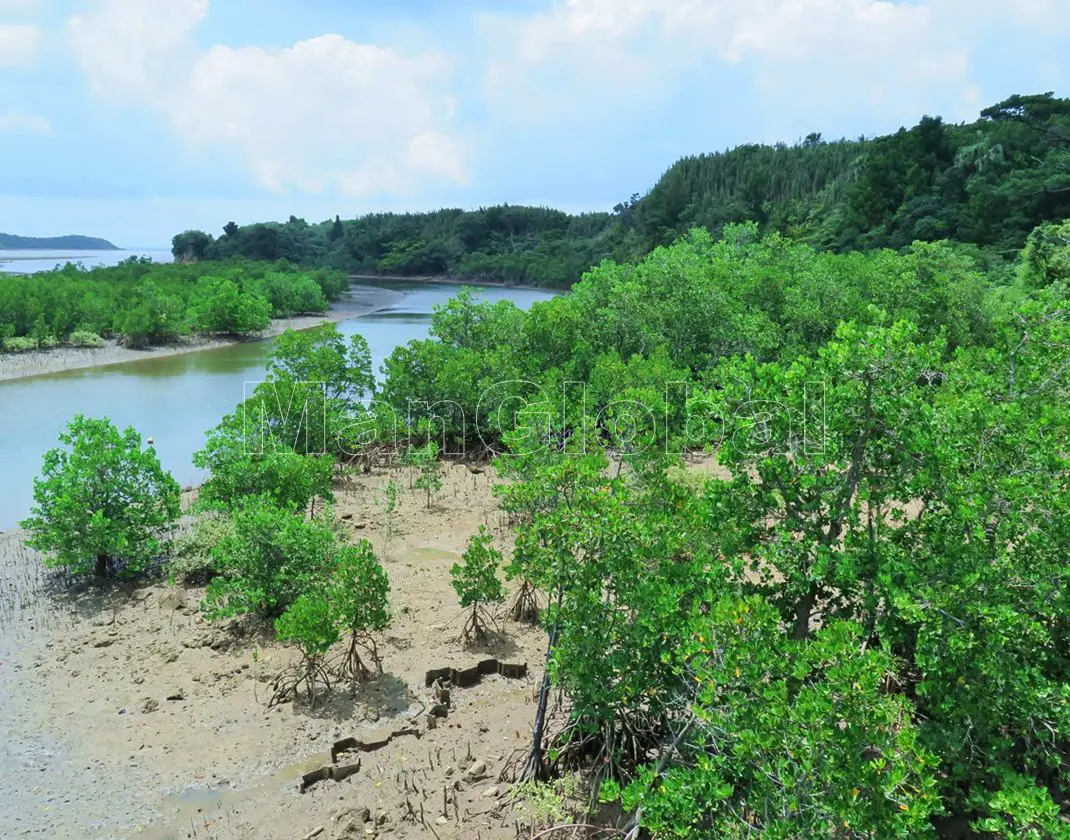 前良川のマングローブ風景