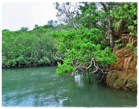 ミゾウラ川のマングローブ風景