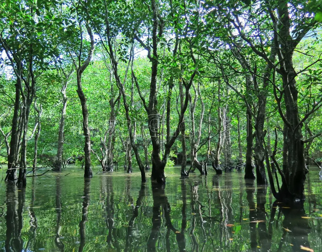 ナダラ川のマングローブ自生地(1)