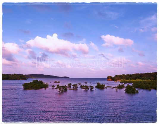 後良川のマングローブ風景