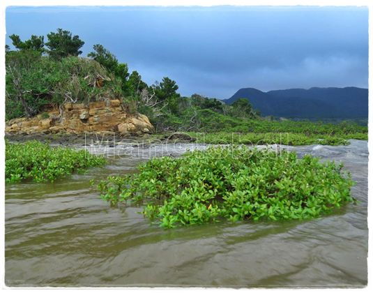ウブラ干潟のマングローブ風景