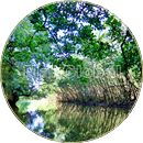 嘉良川のマングローブ風景