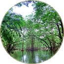 ガブルマタ川のマングローブ風景