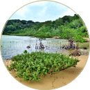 川平湾ウラバリのマングローブ風景