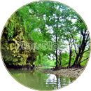 宮良川のマングローブ風景