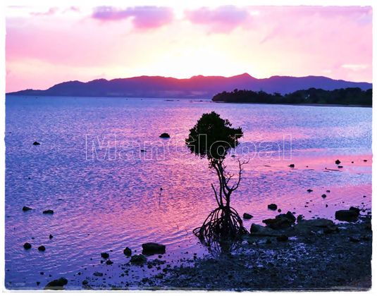 名蔵湾のマングローブ風景