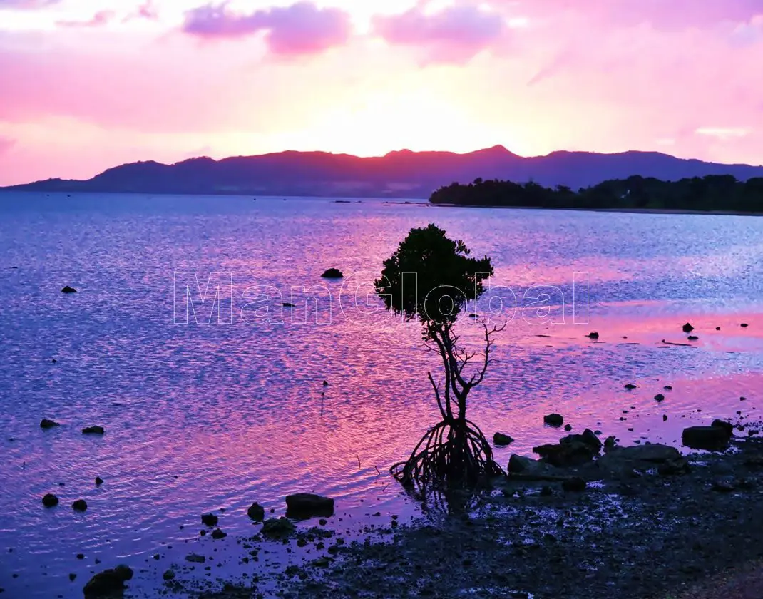 名蔵湾のマングローブ風景