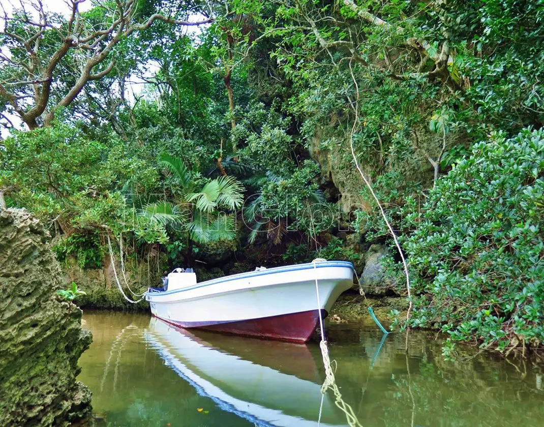 サラハマ川のマングローブ風景