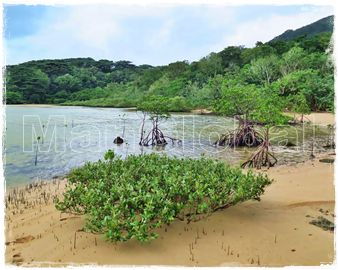 川平湾ウラバリのマングローブ自生地�C