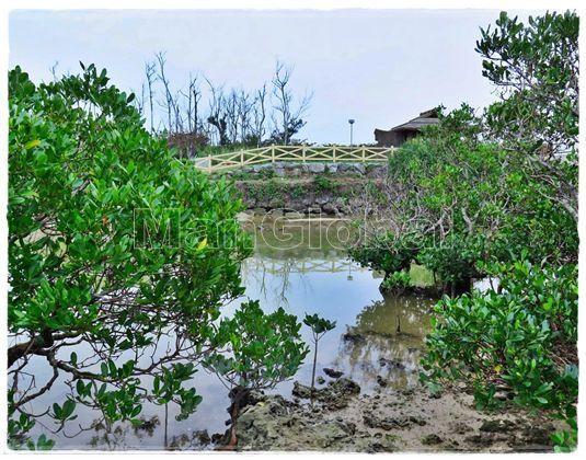 千原用水のマングローブ風景