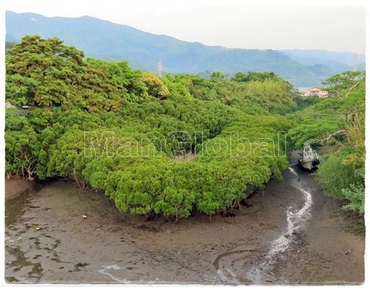 愛宕川のマングローブ風景