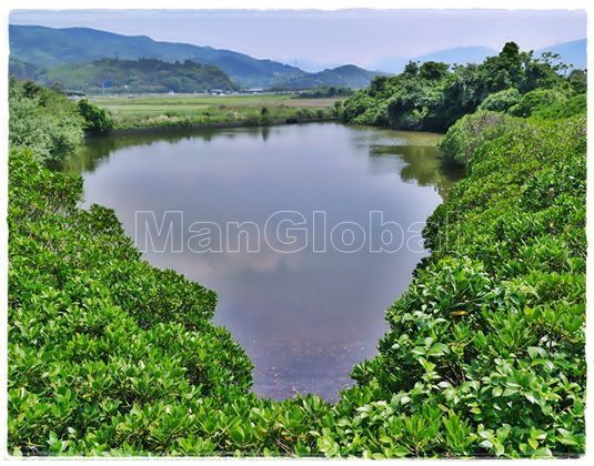 蛭子島のマングローブ風景