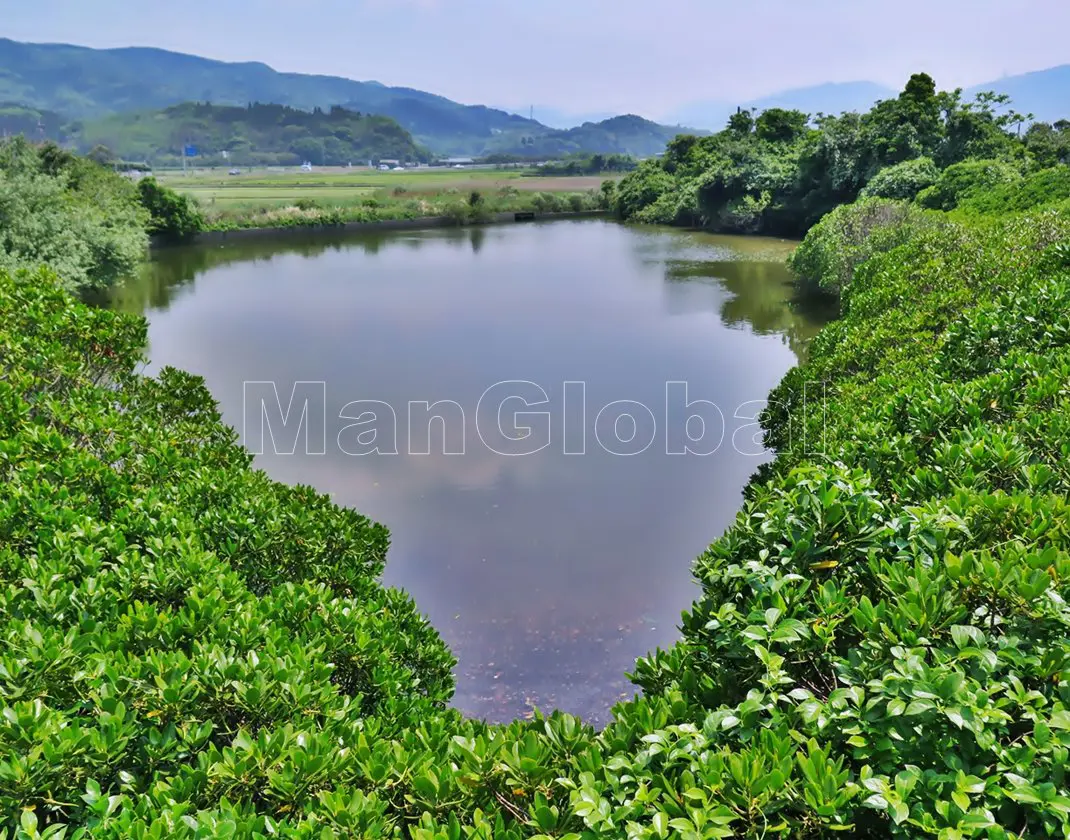蛭子島のマングローブ風景