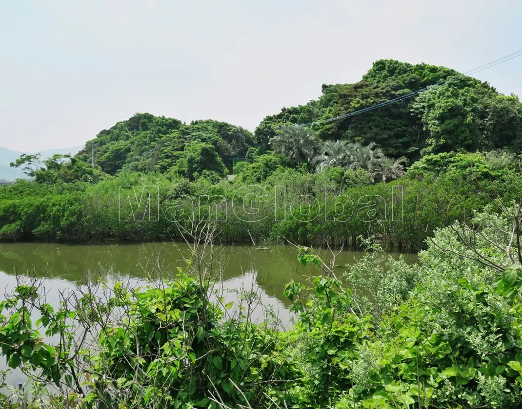 蛭子島のマングローブ自生地(2)