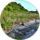 生見海岸のマングローブ風景