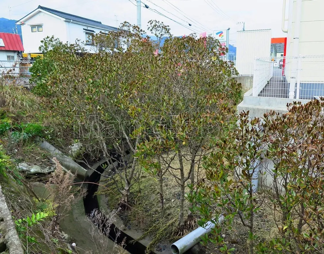竜毛川のマングローブ自生地(1)