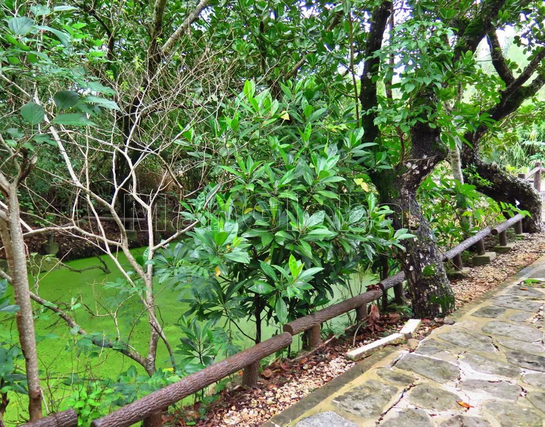 大東神社の池のマングローブ自生地(6)