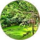 大東神社の池のマングローブ