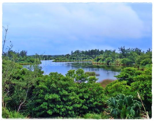 大池のマングローブ風景
