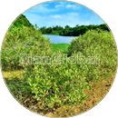 クウラ水辺公園のマングローブ風景