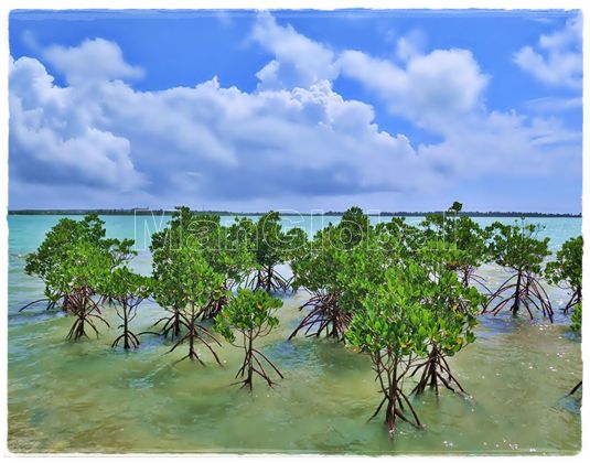 川満漁港のマングローブ風景