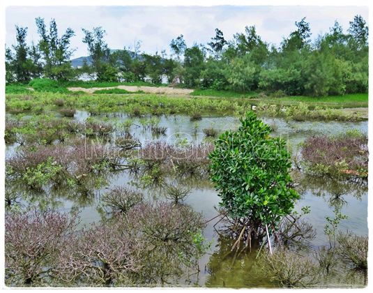 築島干潟のマングローブ風景