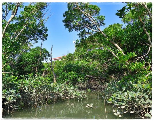 新開水路のマングローブ風景