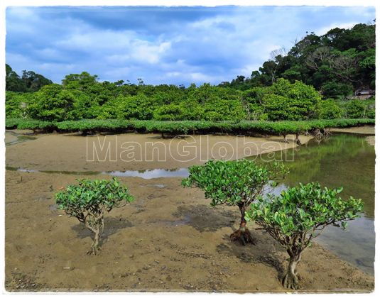 湧川干潟のマングローブ風景