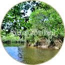 阿武鋤川のマングローブ風景