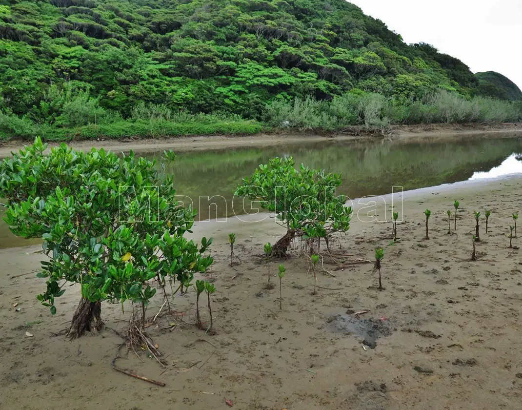 郡川のマングローブ自生地(3)