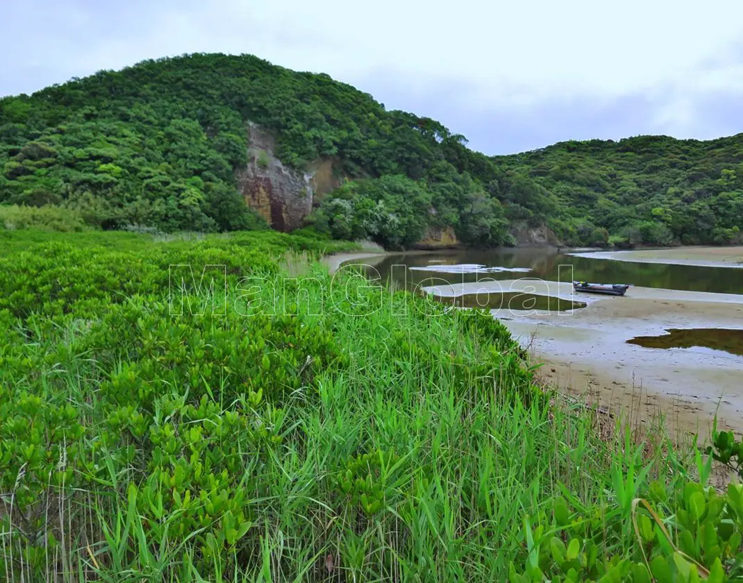 郡川のマングローブ自生地(4)