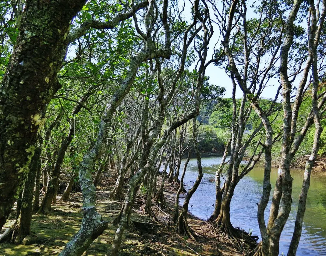 湊川のマングローブ自生地(4)