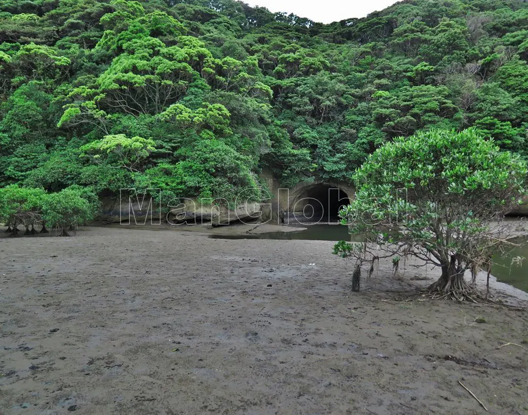 宮瀬川のマングローブ自生地(2)