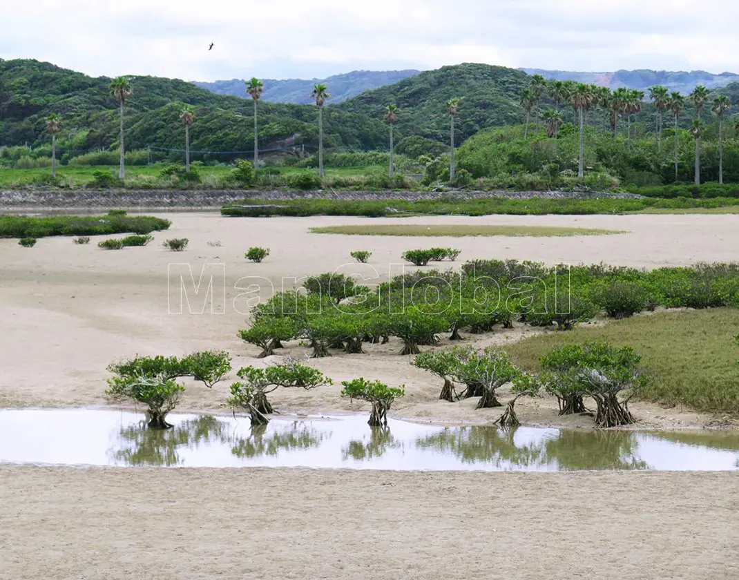 大浦川のマングローブ風景"