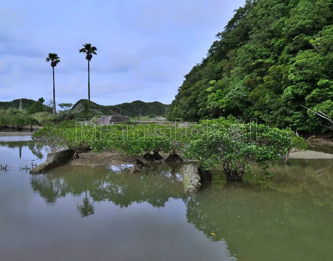 大浦川のマングローブ自生地(1)"
