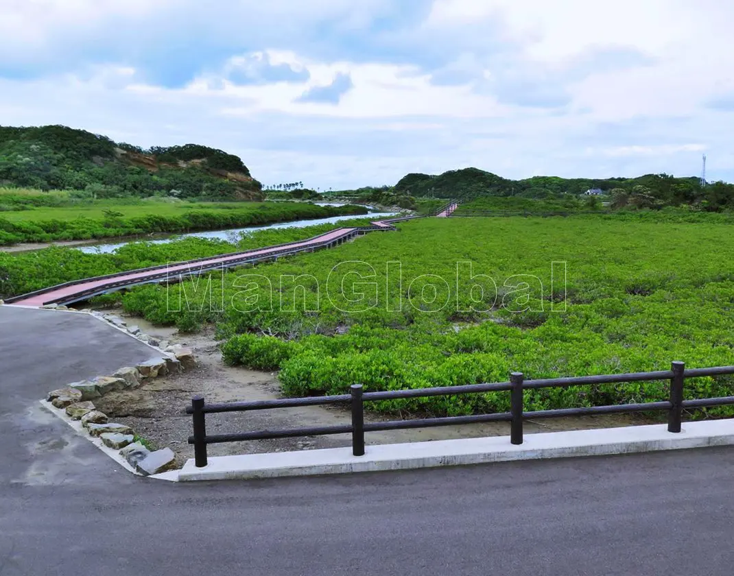大浦川のマングローブ自生地(5)