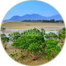 岡前干潟のマングローブ風景