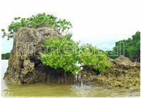 岩礁に根を張る宮古島のヒルギダマシ