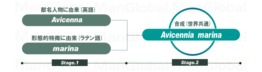 学名の構成図
