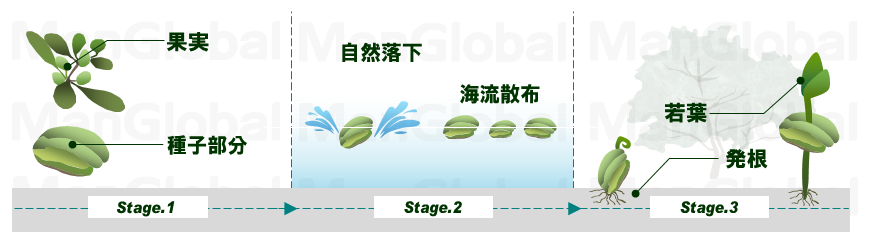 ヒルギダマシの成長過程図