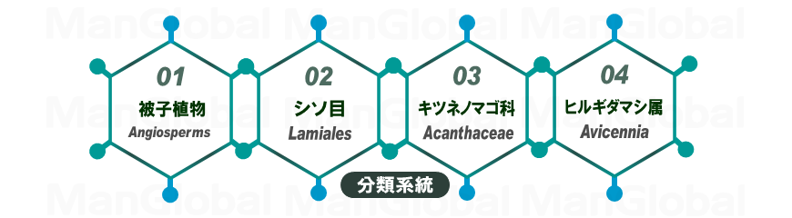 系統分類図