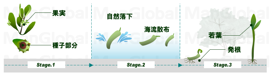 ヒルギモドキの成長過程図