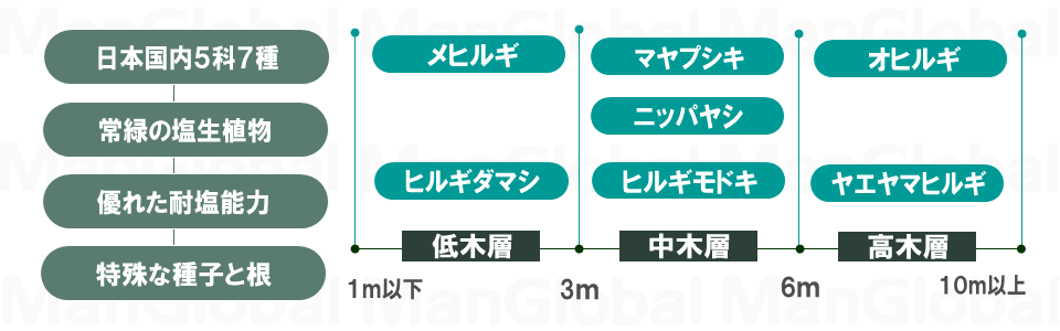 マングローブ植物の階層構造