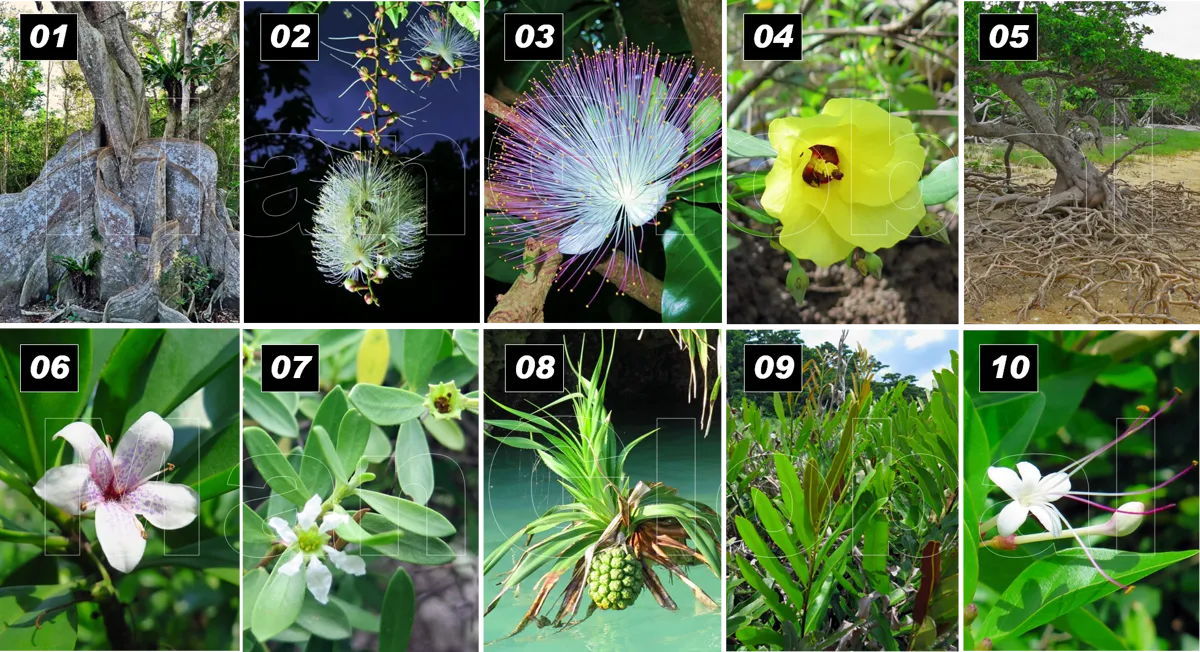 10種類の半マングローブ植物