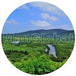 日本のマングローブ林風景