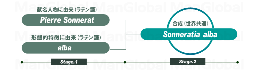 学名の構成図