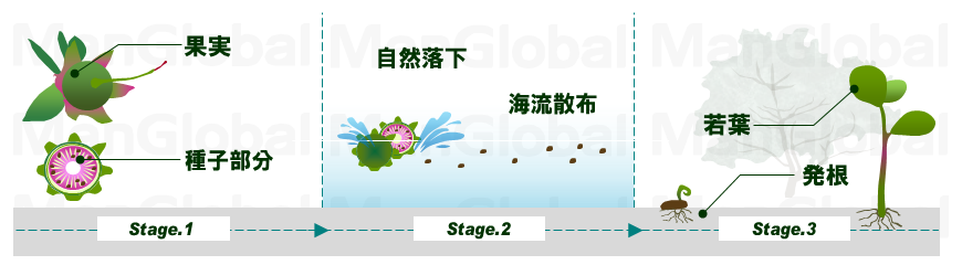 マヤプシキの成長過程図
